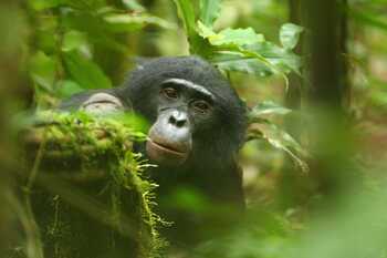 LuiKotale Bonobo Project, Zana Clay